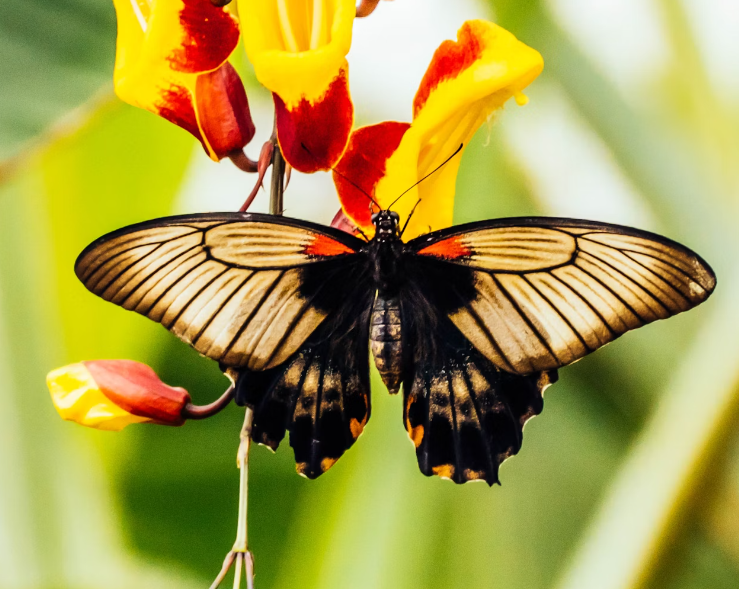 attracting-versus-chasing-butterflies